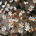 arbor-tristis avatar