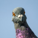 archaicpigeon avatar