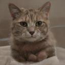 archivistfemme avatar