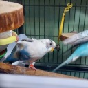 arctic-fox-faggot avatar