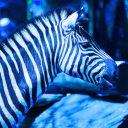 arctic-zebra avatar