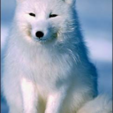 arcticferedir avatar