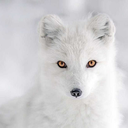 arcticfox02 avatar