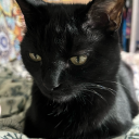 ares-acrylics avatar