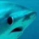 areyareadykids avatar