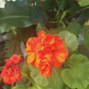 arianasaherbivore avatar