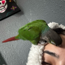 arlenxodarlen avatar