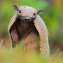 armadillotyrant avatar