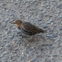 armin-studies avatar