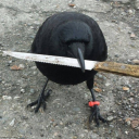 aroace-and-has-a-mace avatar