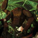 aroace-ryland-grace avatar