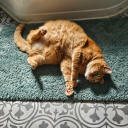 arrowlongfellow avatar