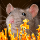 arsonist-rat avatar