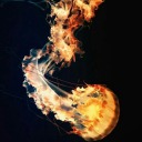 arsonjellyfish avatar