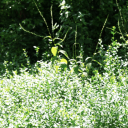 art-et-esprit avatar