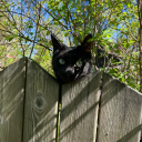 artcatscaninaemore avatar