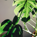 artchitectonia avatar