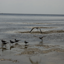 artemuertopunkcontento avatar