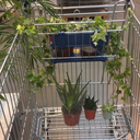 artsykankengirl avatar