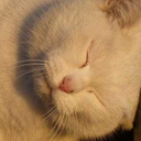 artzncatz avatar