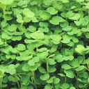 arugalaclover avatar