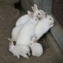 asceticpriest avatar