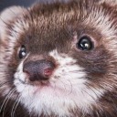 asexualferret avatar