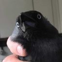 ashesofcraziness avatar