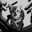 askboxkitten avatar