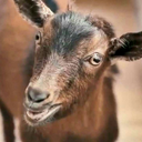 askmeaboutmygoat avatar