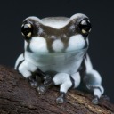 asmallcommitteeoffrogs avatar