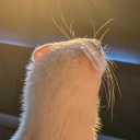 asoupyferretnamedfar avatar