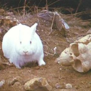 assortedbones avatar