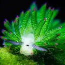 astralartifice avatar