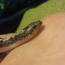 astrid-the-betrayer avatar