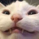 astro-clicker avatar