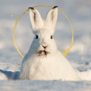 astronautawry avatar