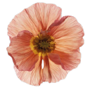 astroonauties avatar