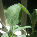 atardisoutoftime avatar