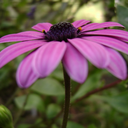 atashinokaishaku avatar