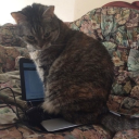 athene-noctua08 avatar