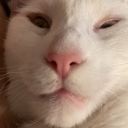 atigerandabear avatar