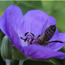 atinyfairyhelmet avatar