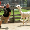 attackthellamas avatar