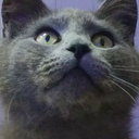 atticusthecatticus avatar