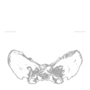 august--bones avatar