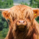 auntygrumpycow avatar