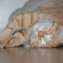 aurorathegeek avatar