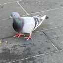 aussie-tactical-pigeon avatar