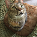 autistic-aesthetic avatar